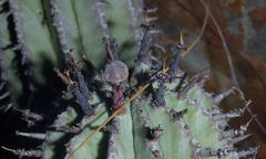 Euphorbia polygona