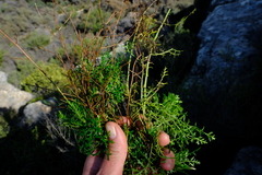 Knowltonia tenuifolia