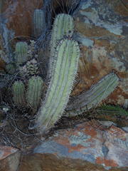 Euphorbia polygona