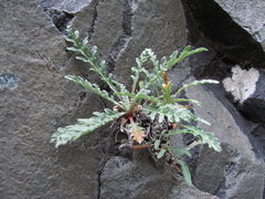 Jurinea filicifolia