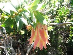 Liparia splendens splendens