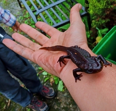 Tylototriton himalayanus