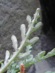 Jurinea filicifolia