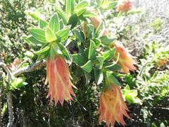 Liparia splendens splendens