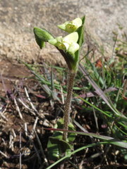 Disperis villosa