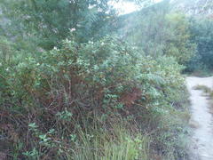 Pelargonium panduriforme