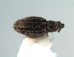 Orthochaetes setiger