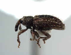 Orthochaetes setiger