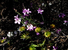 Heliophila juncea