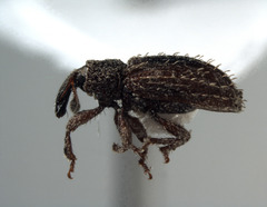 Orthochaetes setiger