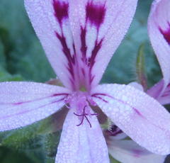 Pelargonium panduriforme