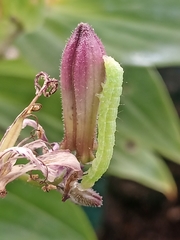 Lepidoptera