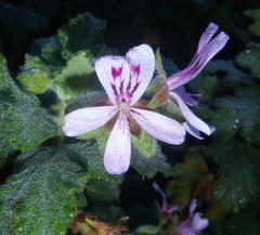 Pelargonium panduriforme