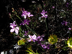 Heliophila juncea