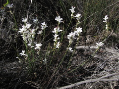 Heliophila juncea