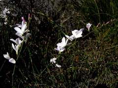 Heliophila juncea