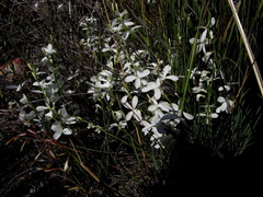 Heliophila juncea