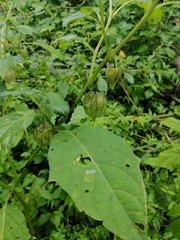 Physalis angulata