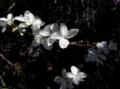 Heliophila juncea