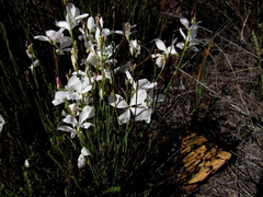 Heliophila juncea