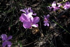 Heliophila juncea