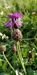 Centaurea scabiosa alpestris