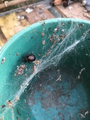 Steatoda nobilis