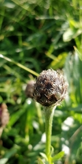 Centaurea scabiosa alpestris