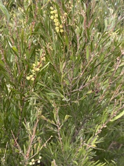 Acacia stricta