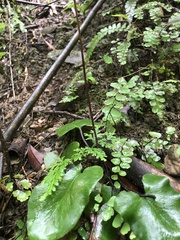 Mickelopteris cordata