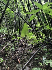 Mickelopteris cordata