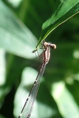 Pseudocopera ciliata