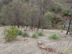 Xanthorrhoea quadrangulata