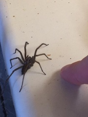 Eratigena