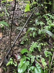 Mickelopteris cordata