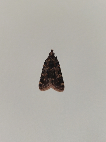 Aglossa caprealis