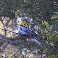 Platycercus adscitus