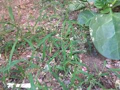 Digitaria radicosa