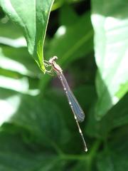 Pseudocopera ciliata