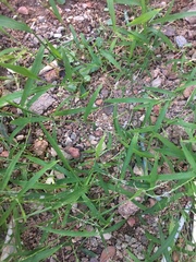 Digitaria radicosa