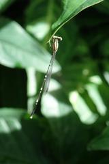 Pseudocopera ciliata