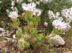 Drosanthemum hispifolium