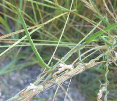 Cyphia digitata digitata