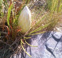 Protea lorea