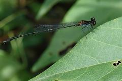 Prodasineura autumnalis