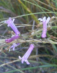 Cyphia digitata digitata