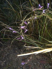 Cyphia digitata digitata