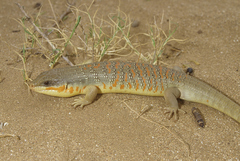 Algerian Skink photo 4