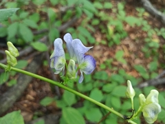 Aconitum axilliflorum