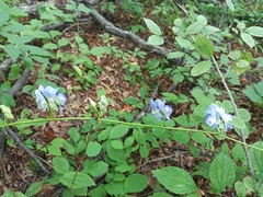 Aconitum axilliflorum
